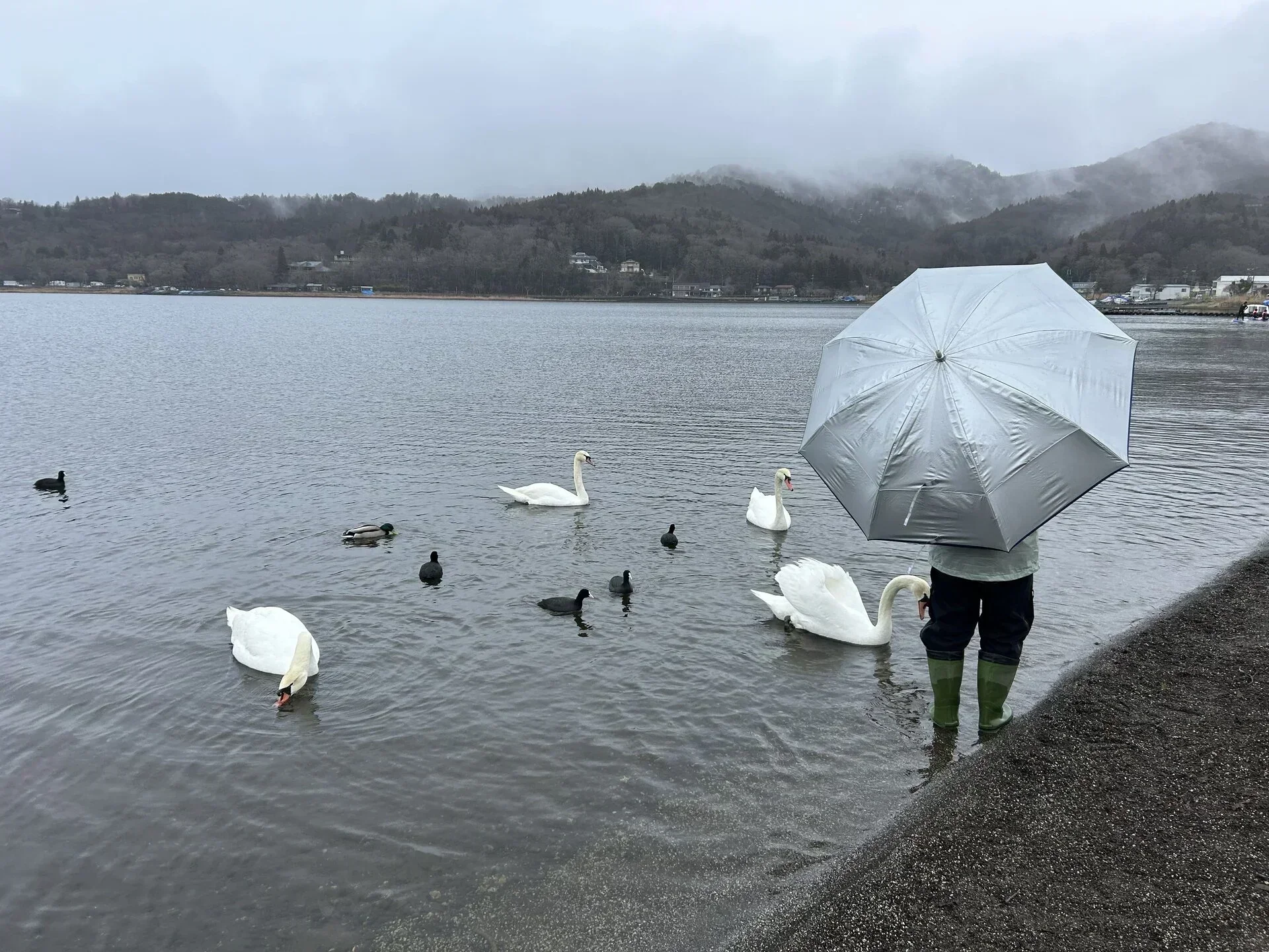 喂天鹅的另一位日本大叔,沉默低调