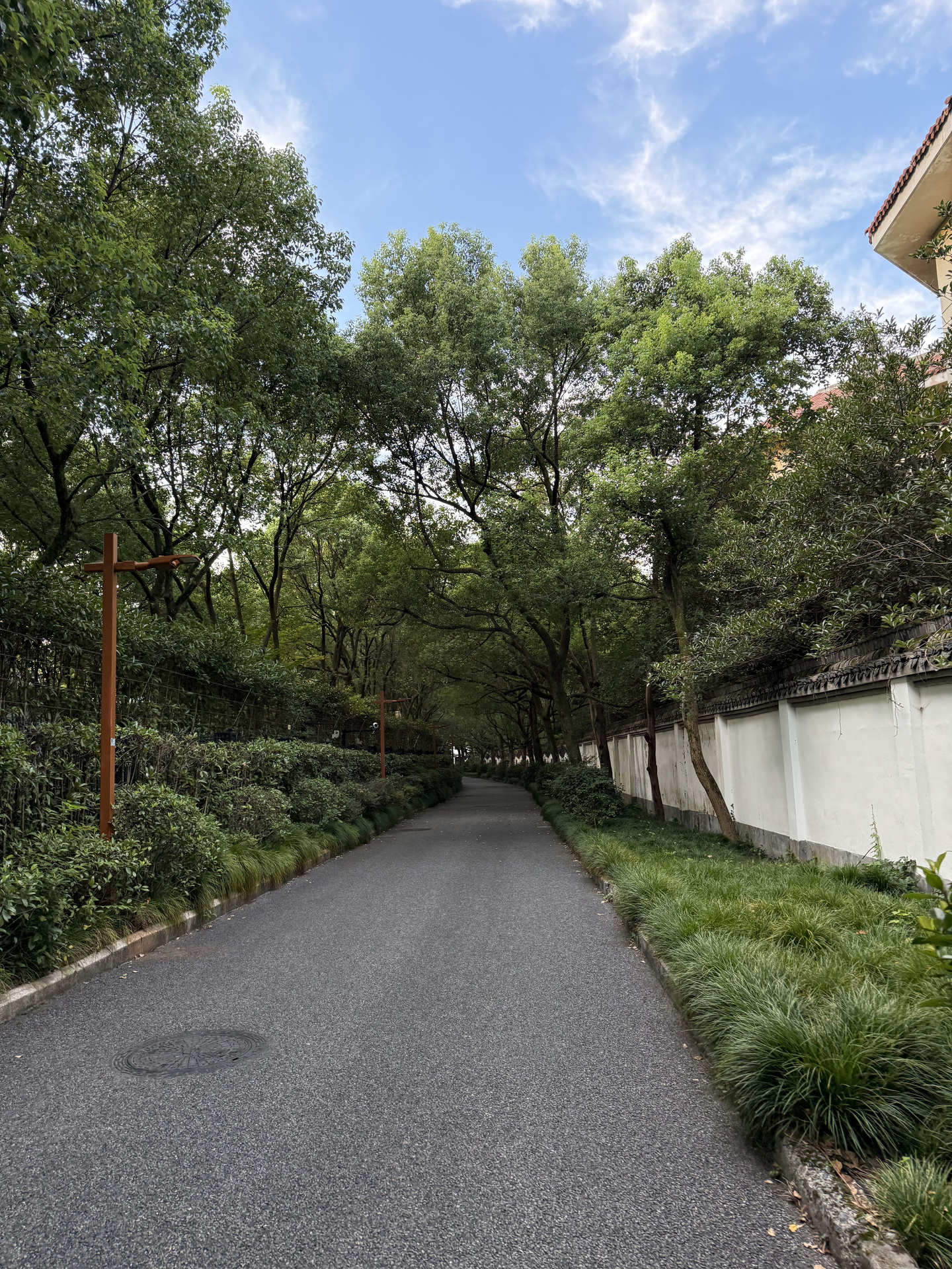 跑步中的绿色景色